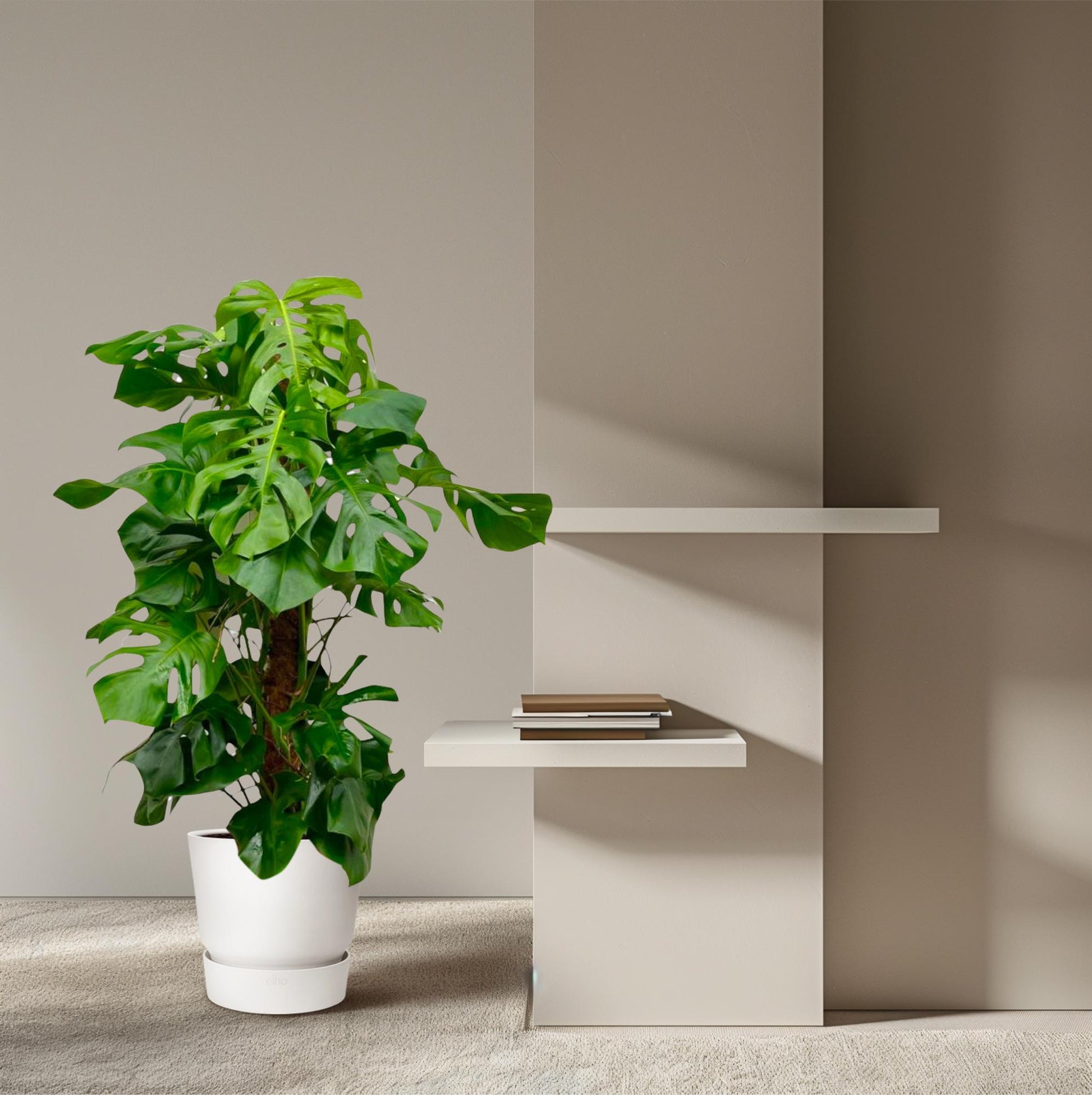 Fensterblatt – Monstera deliciosa – 150 cm – Ø27 cm - Plantabulous