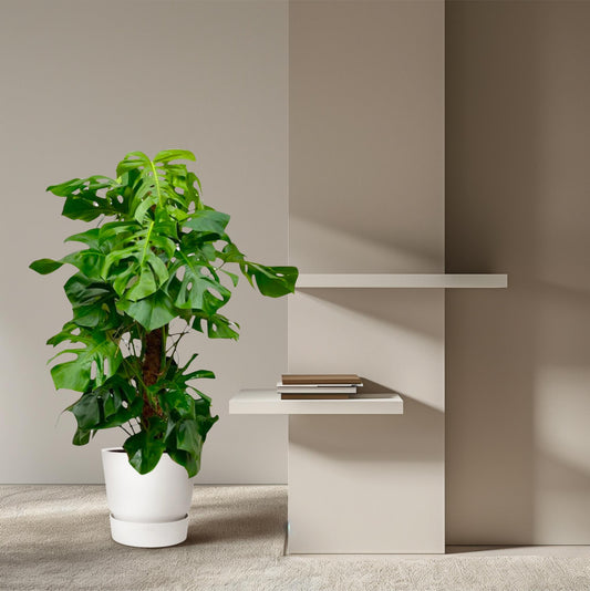 Fensterblatt – Monstera deliciosa – 150 cm – Ø27 cm - Plantabulous