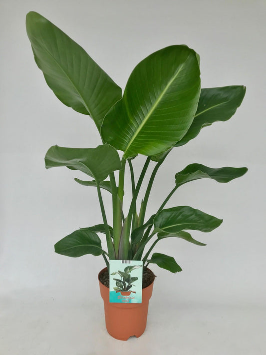 Baumstrelitzie – Strelitzia Nicolai – ↑95 cm – Ø19 cm