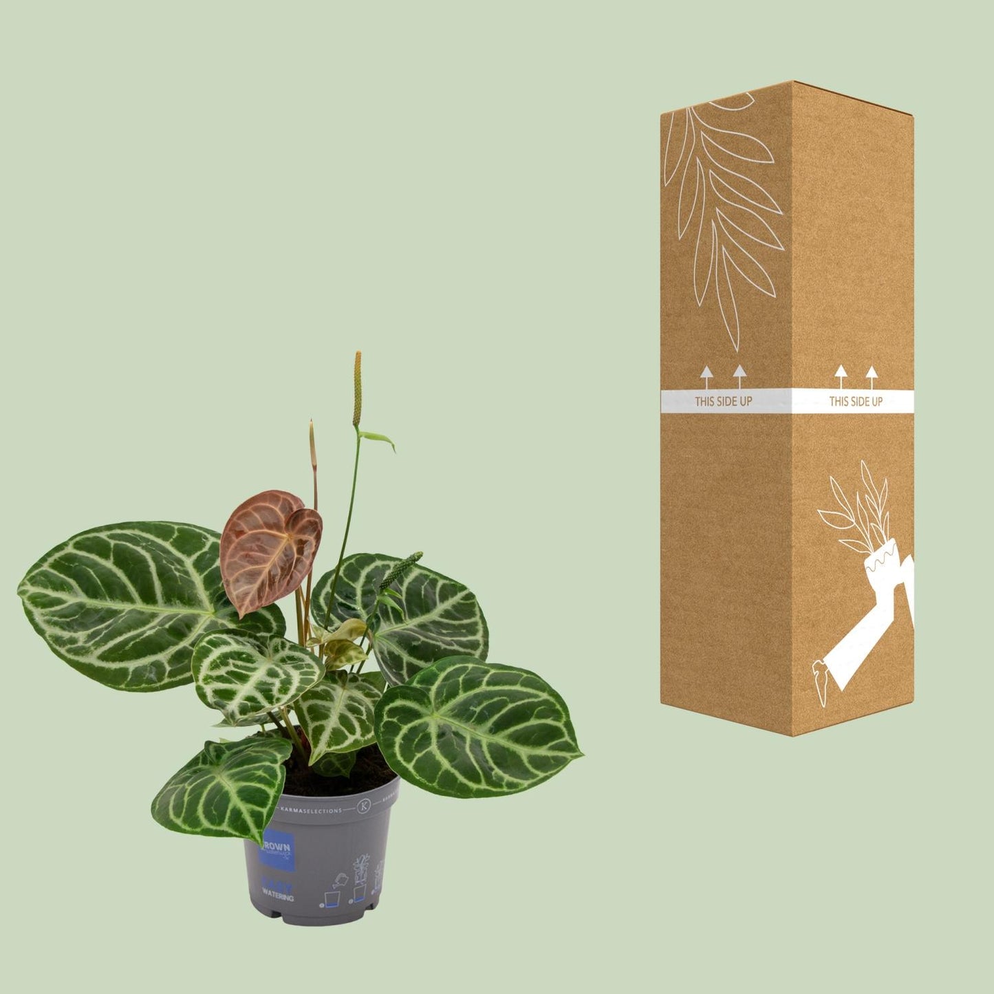 Flamingoblume – Anthurium 'Crystal Hybride Compact' – ↑40 cm – Ø17 cm