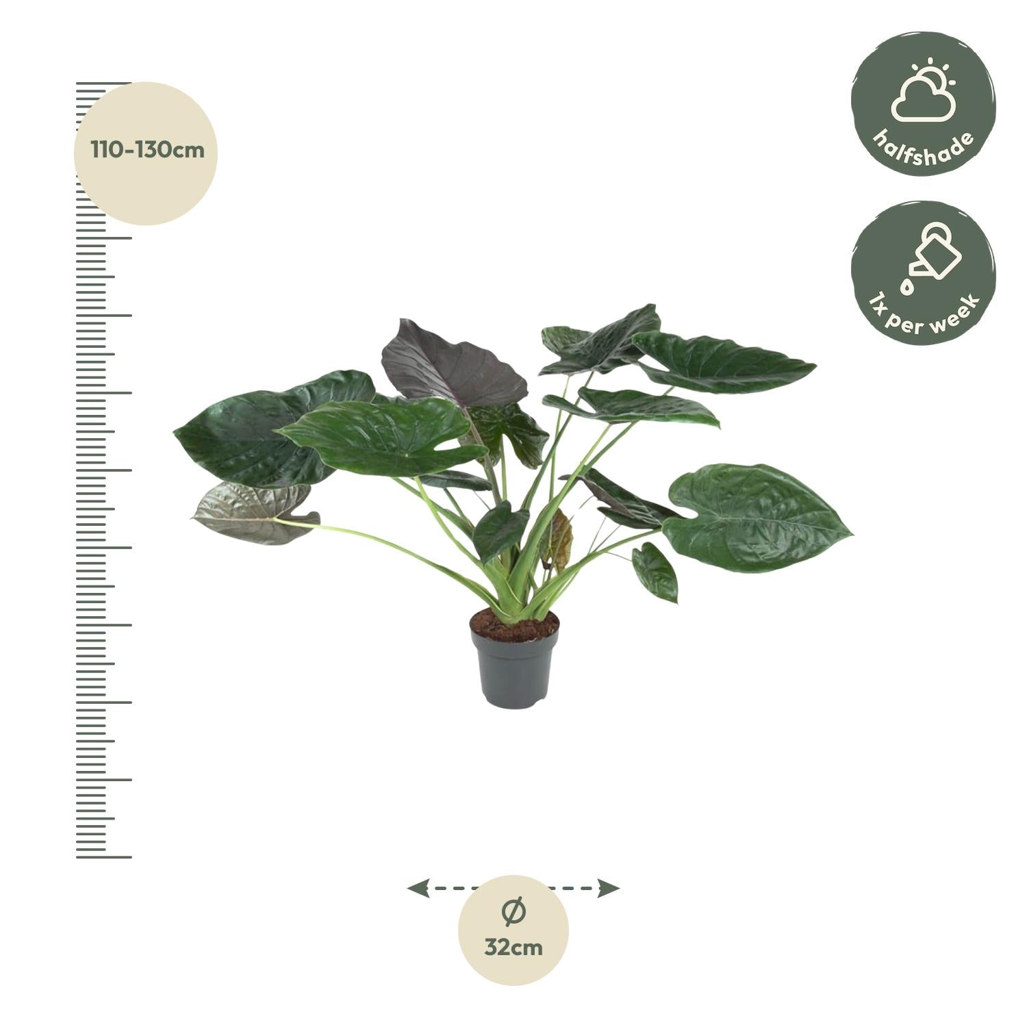 Pfeilblatt – Alocasia wentii – 120 cm – Ø32 cm - Plantabulous