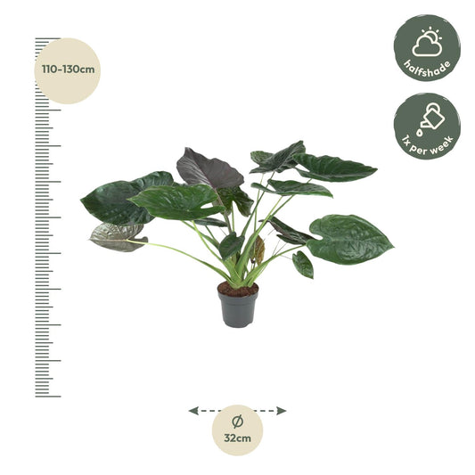 Pfeilblatt – Alocasia wentii – 120 cm – Ø32 cm - Plantabulous