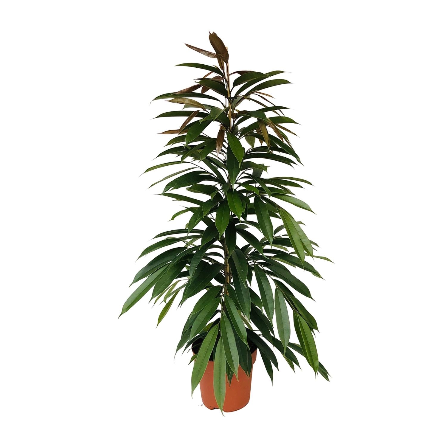 Feigenbaum – Ficus binnendijkii 'Amstel King' – 95 cm – Ø21 cm - Plantabulous