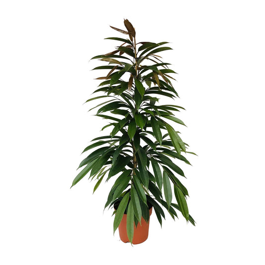 Feigenbaum – Ficus binnendijkii 'Amstel King' – 95 cm – Ø21 cm - Plantabulous