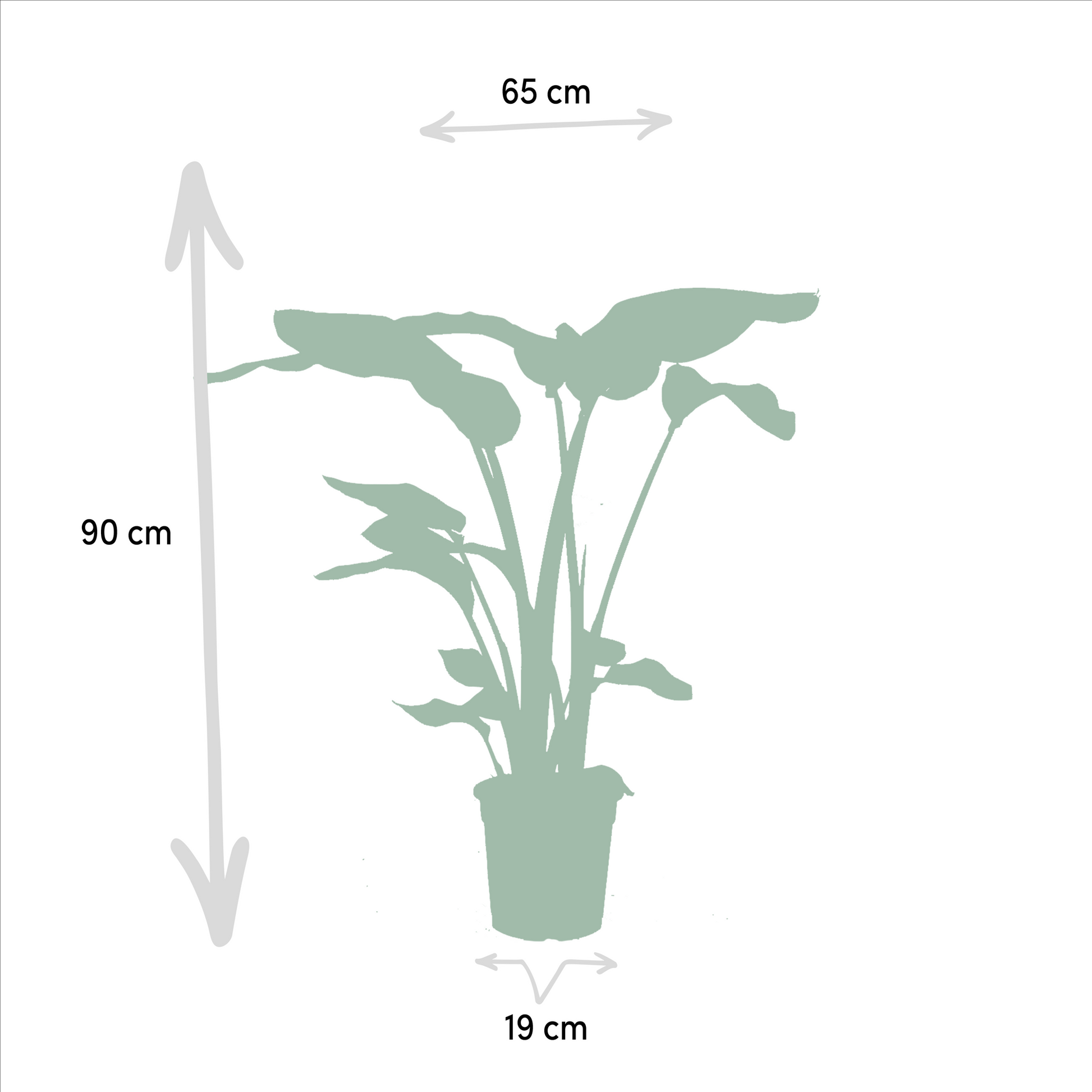 Pflanzen Set – 3 Pflanzen - Monstera Deliciosa - 75cm - Ø21cm - Alocasia Zebrina - 75cm - Ø19cm - Strelitzia Nicolai - 85cm - Ø19cm - Plantabulous
