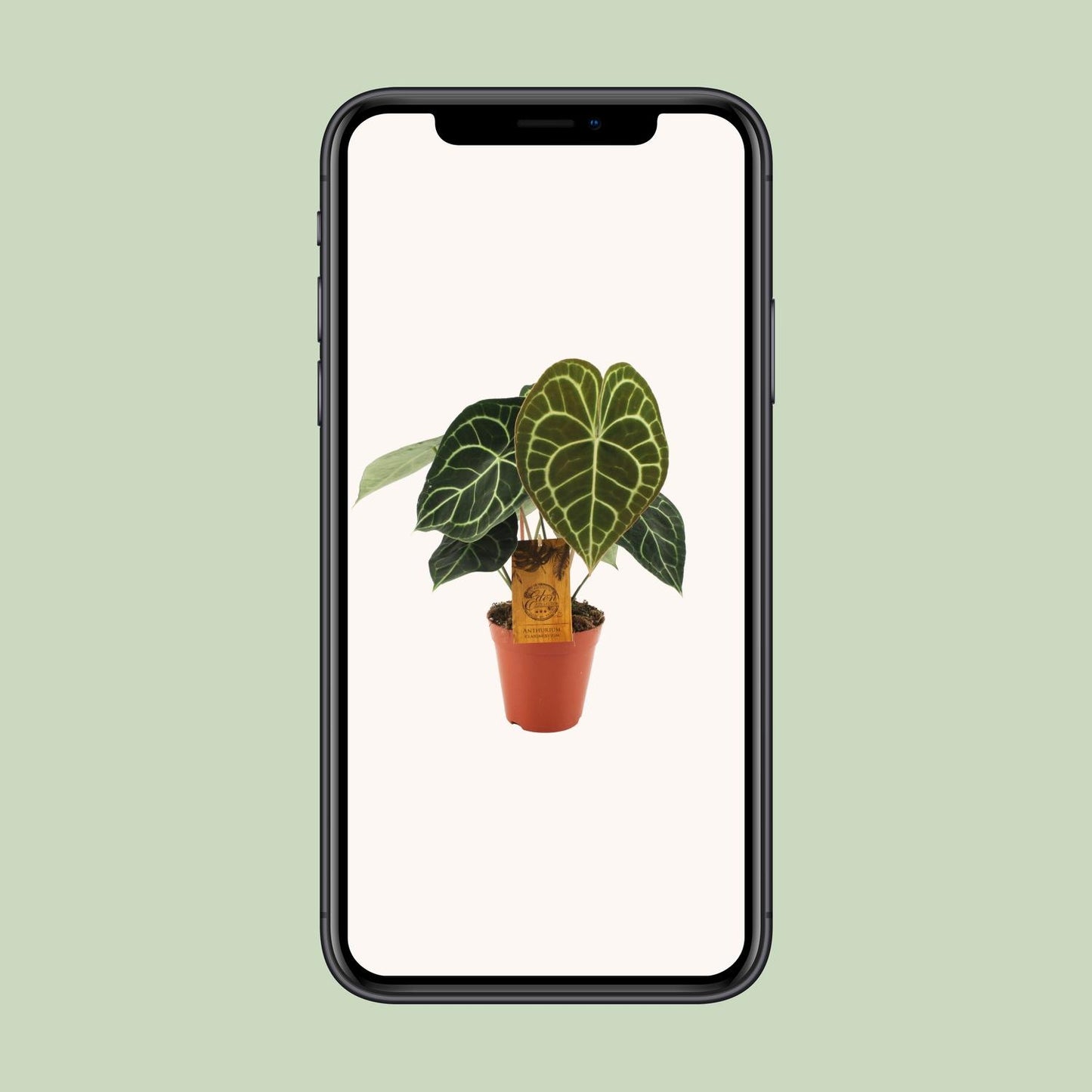 Anthurium Clarinervium - Ø15cm - ↕25cm - Plantabulous