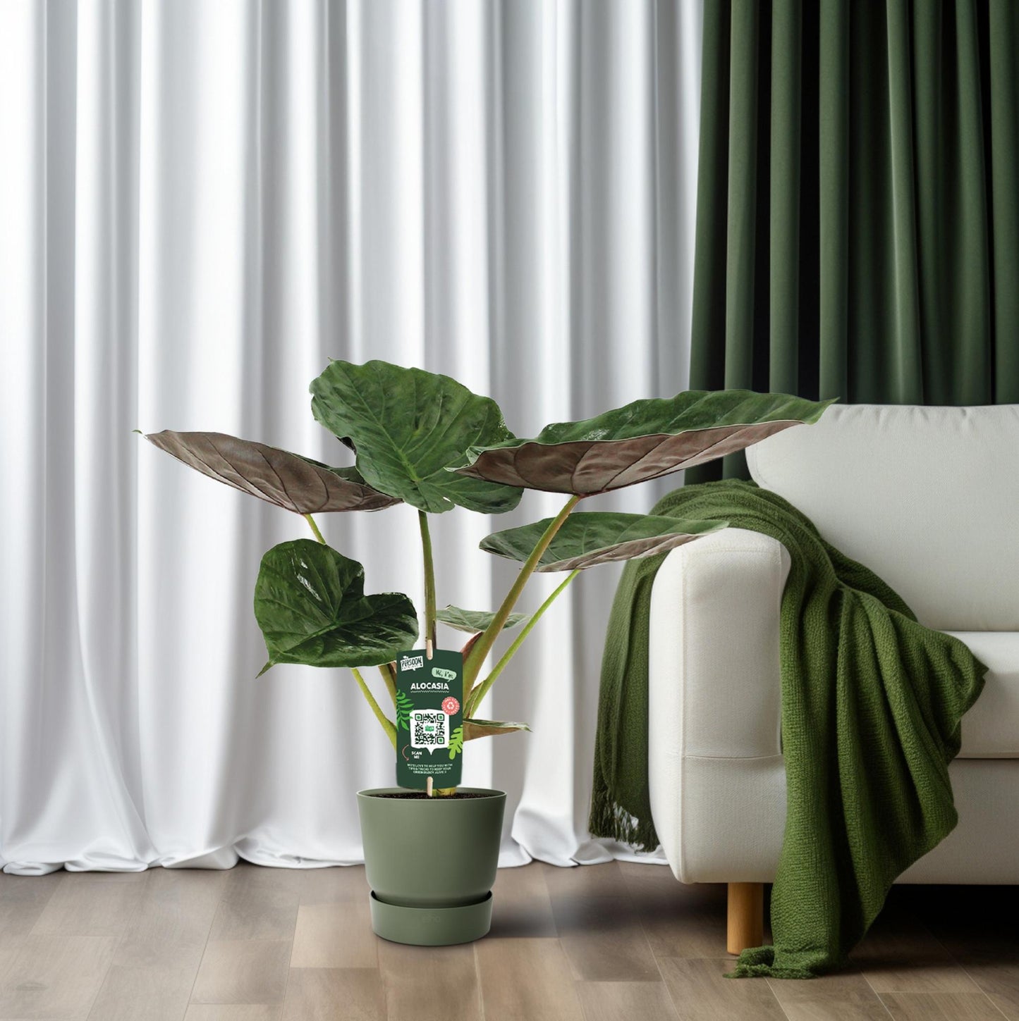 Pfeilblatt – Alocasia wentii – 70 cm – Ø19 cm - Plantabulous