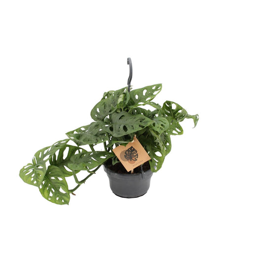 Monstera Monkey - Ø14cm - ↕30cm - Plantabulous