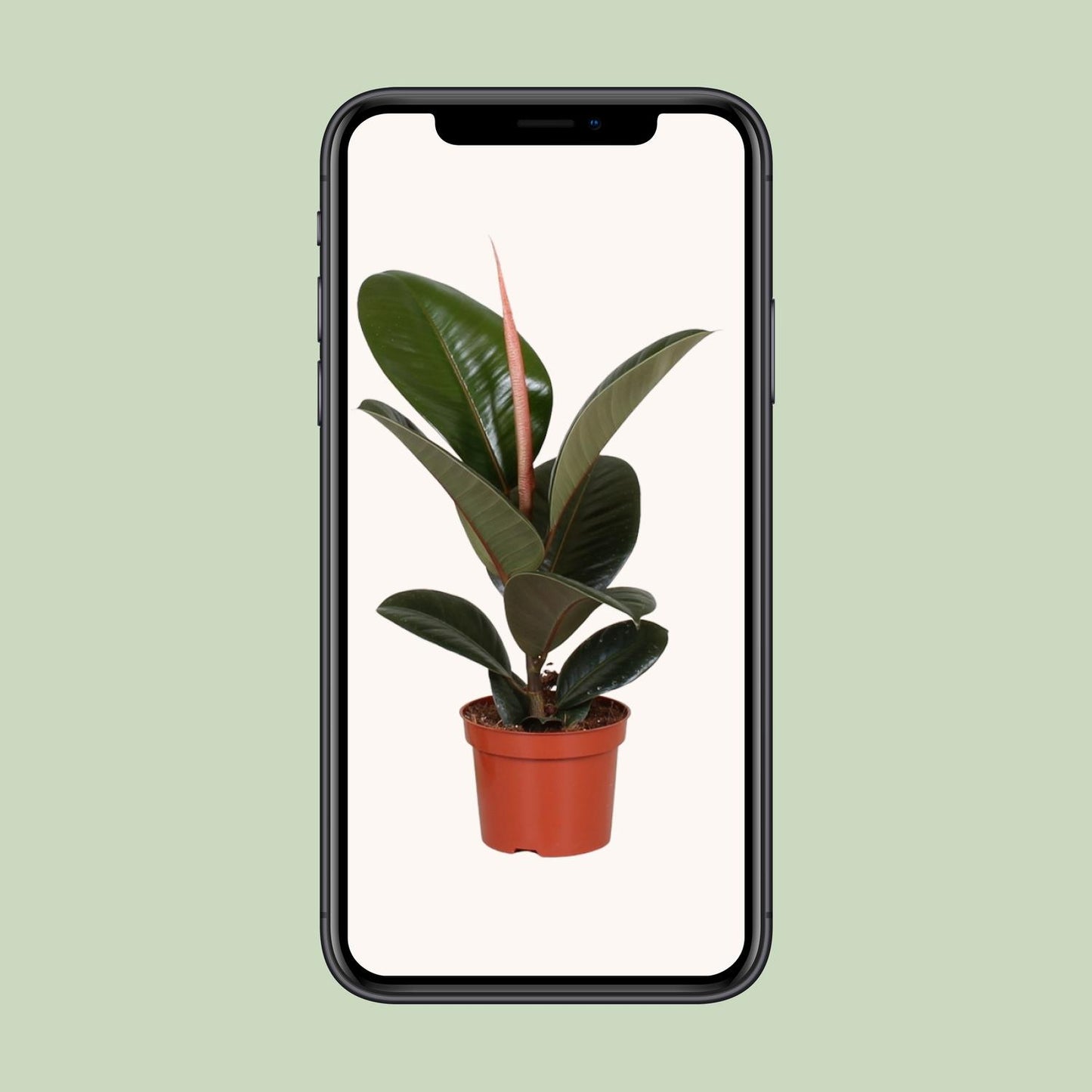 Gummibaum – Ficus Elastica 'Robusta' - ↑35-85 cm - Ø12-27 cm