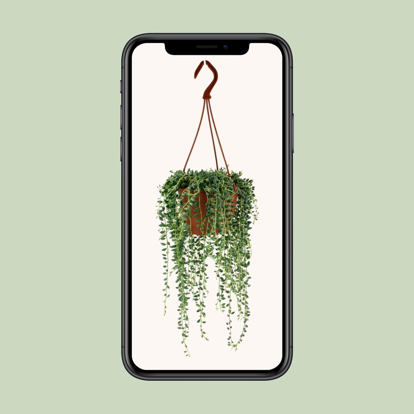 Senecio Herreianus - Ø12cm - ↕20cm - Plantabulous