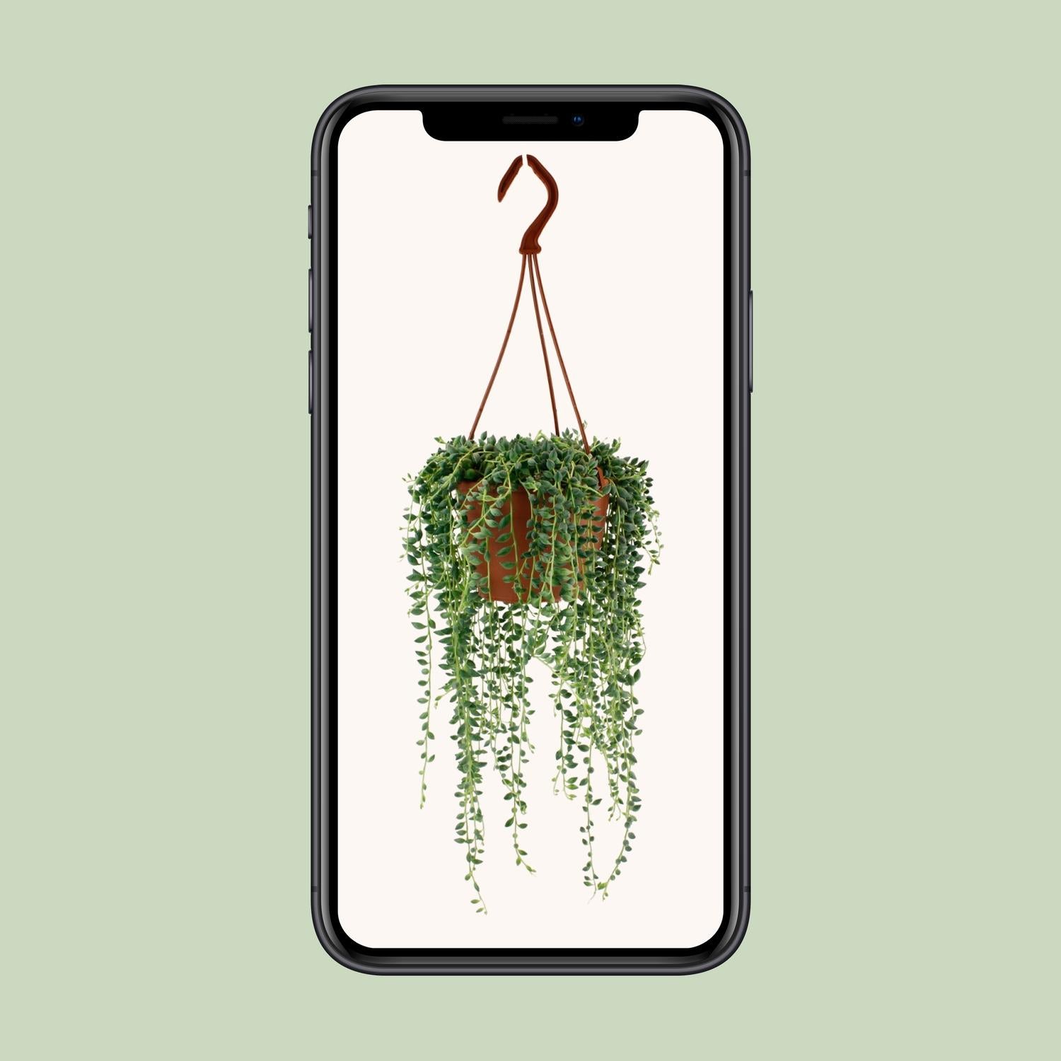 Senecio Herreianus - Ø12cm - ↕20cm - Plantabulous