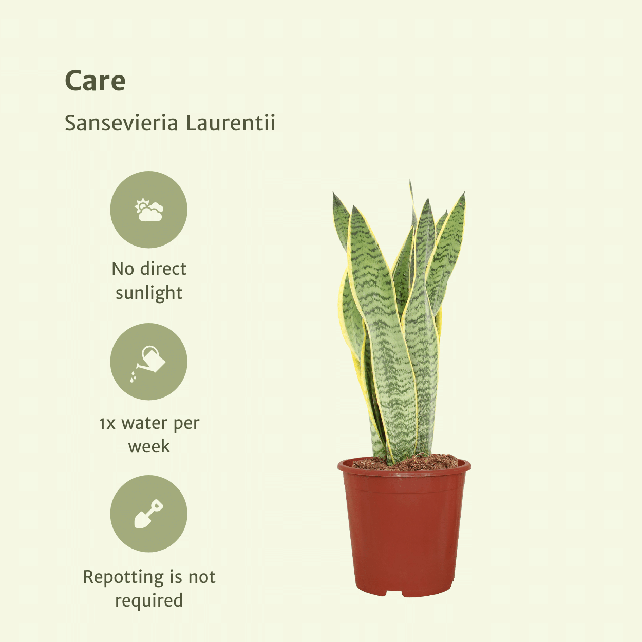 Pflanzen Set – 2 Pflanzen – Bogenhanf– Sansevieria 'Laurentii' – ↑40 cm – Ø14 cm