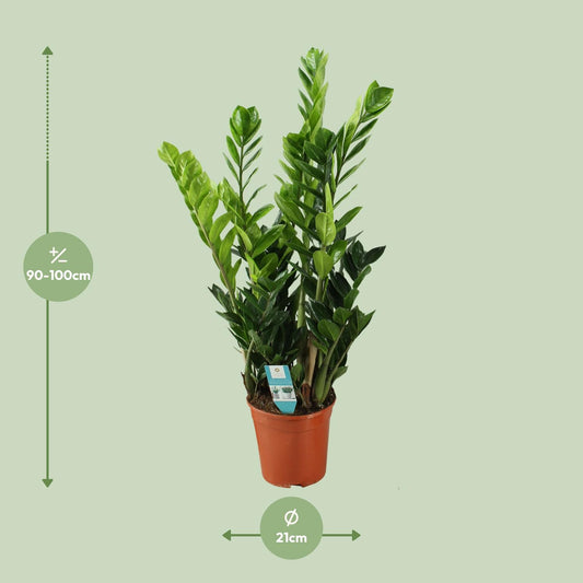 Zamioculcas 21cm - Ø21cm - ↕100cm - Plantabulous