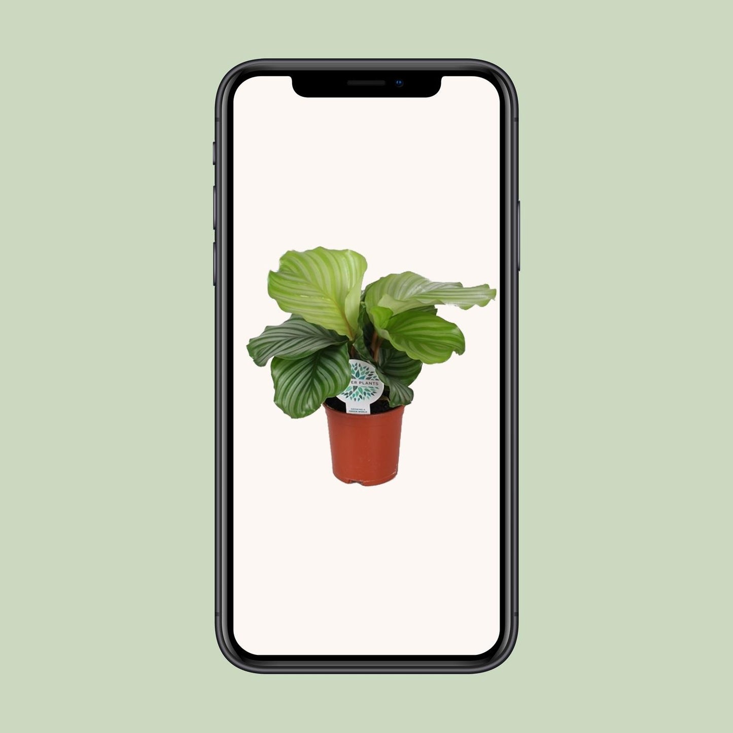 Calathea Orbifolia - Ø14cm - ↕45cm - Plantabulous