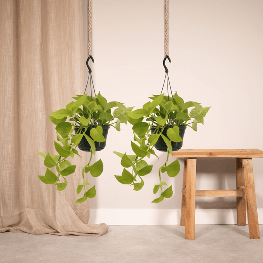Pflanzen Set – 2 Pflanzen – Efeutute – Epipremnum 'Golden Pothos' (Scindapsus) – ↑25 cm – Ø15 cm