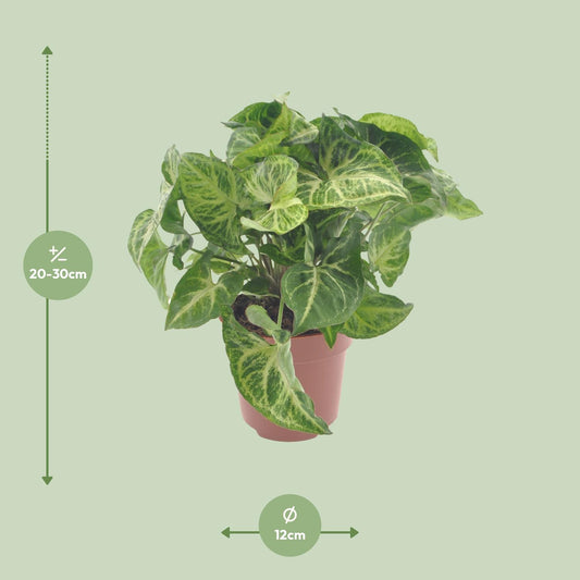 Purpurtute – Syngonium 'Arrow' – ↑25 cm – Ø12 cm