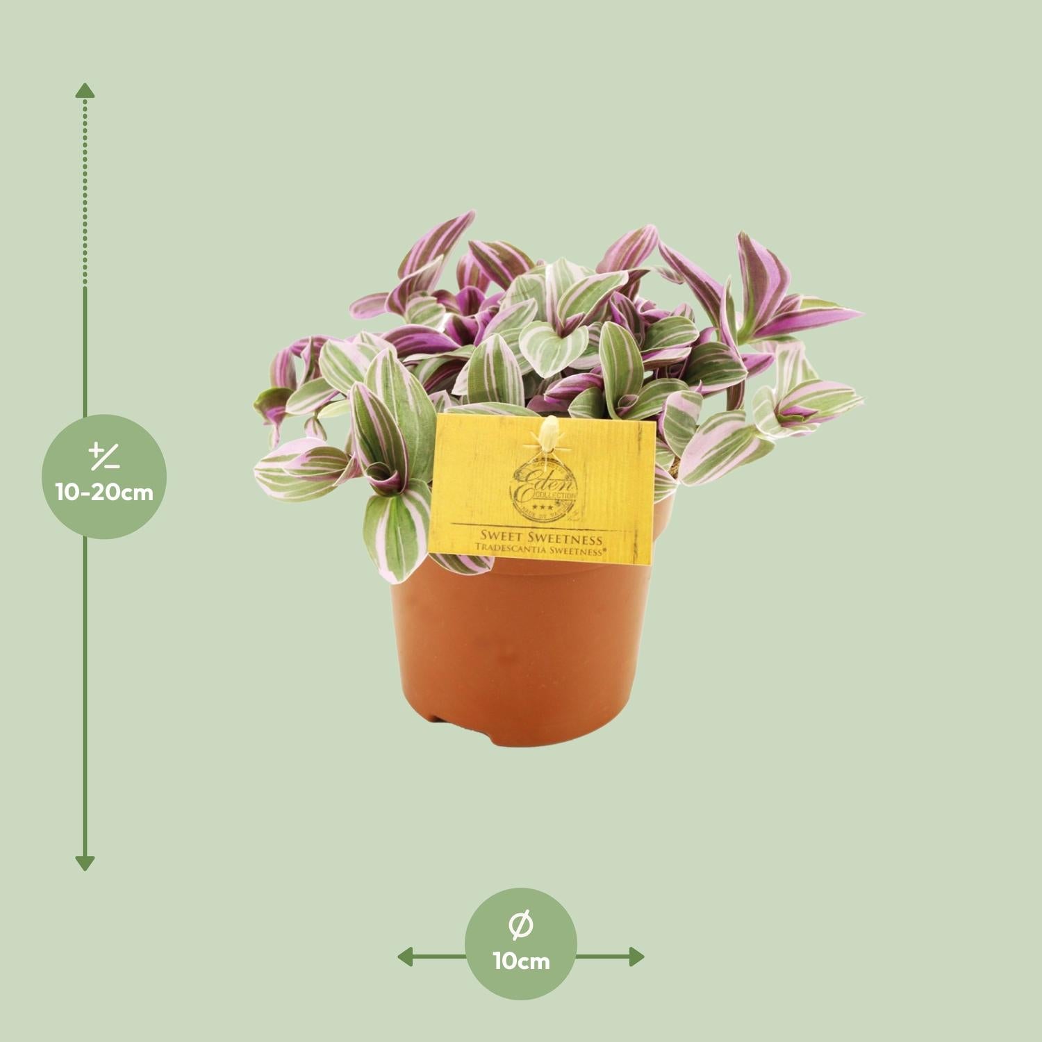Tradescantia Sweetness 10,5cm - Ø10,5cm - ↕10cm - Plantabulous