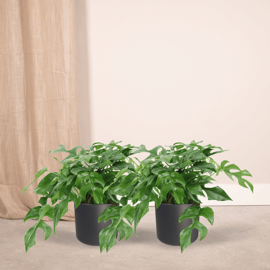 Pflanzen Set – 2 Pflanzen – Lochpflanze – Monstera 'Minima' – ↑30 cm – Ø15 cm