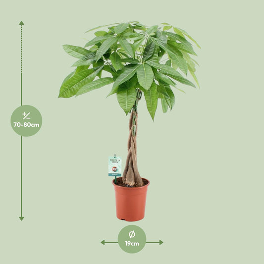 Pachira Aqautica - Ø19cm - ↕80cm - Plantabulous