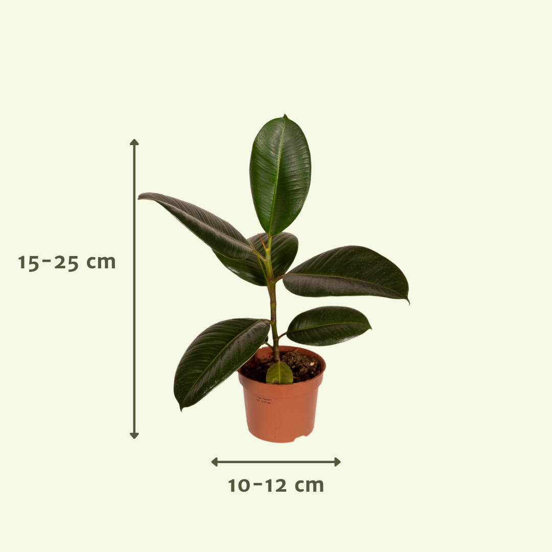 Pflanzen Set – 8 Pflanzen – Ø12 cm - Plantabulous