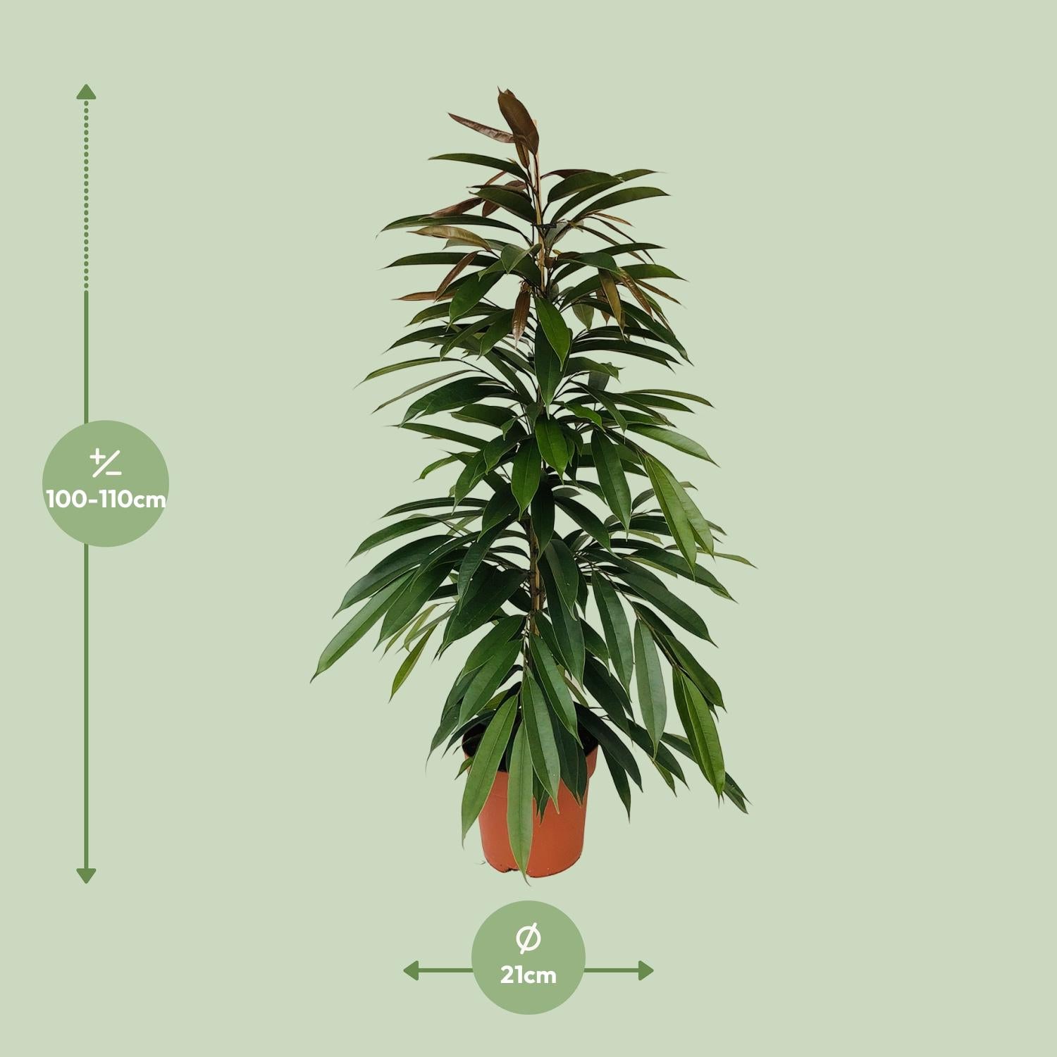 Feigenbaum – Ficus binnendijkii 'Amstel King' – 95 cm – Ø21 cm - Plantabulous