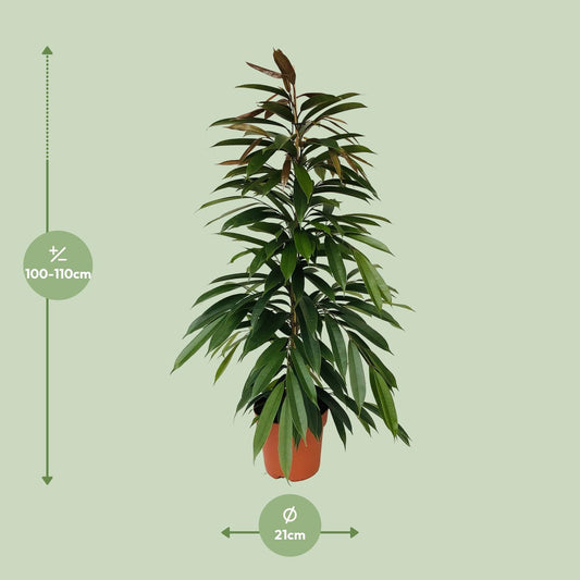 Feigenbaum – Ficus binnendijkii 'Amstel King' – 95 cm – Ø21 cm - Plantabulous