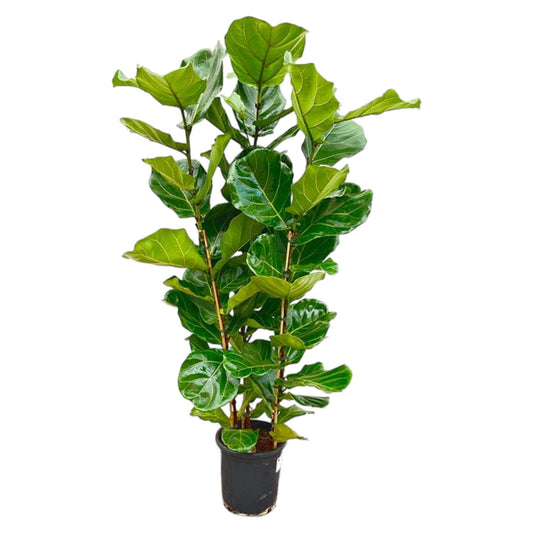 Geigenfeige – Ficus lyrata – 160 cm – Ø30 cm - Plantabulous