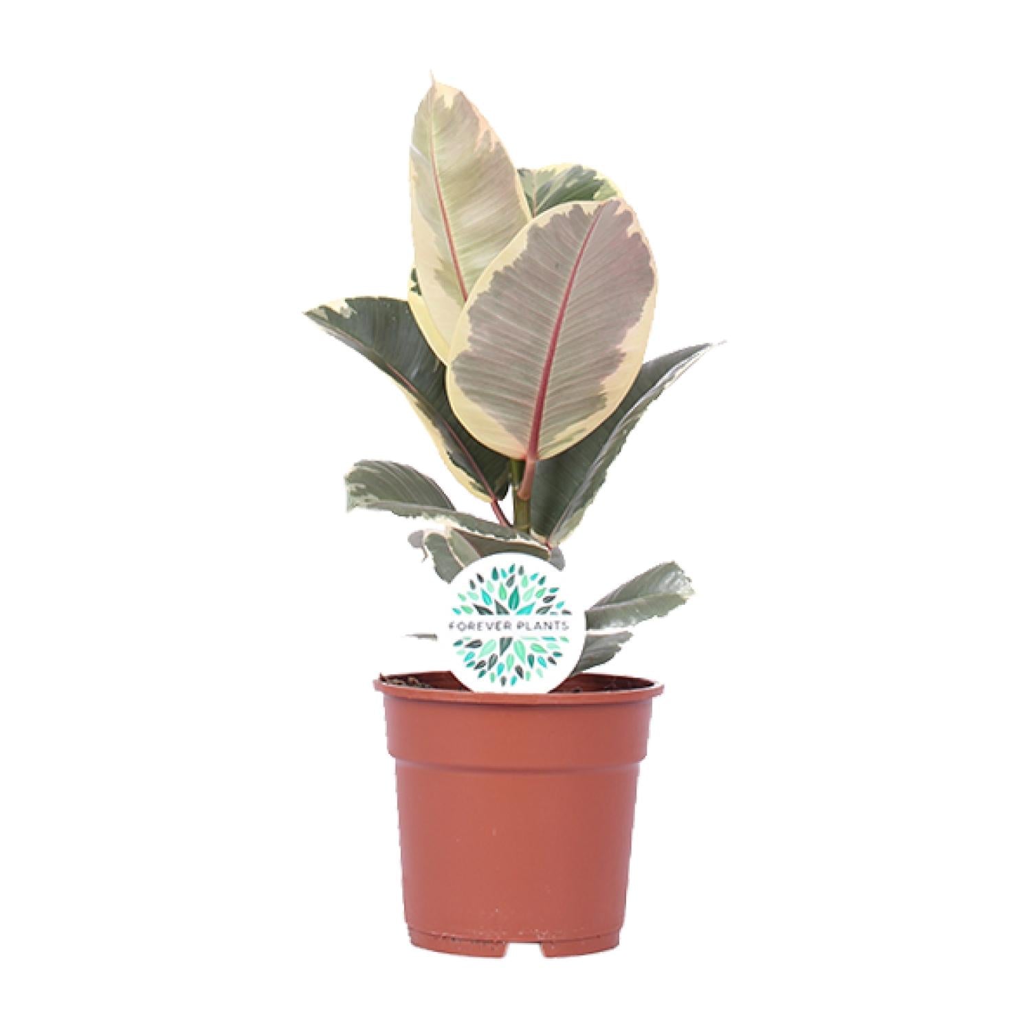 Ficus Elastica Tineke - Ø17cm - ↕50cm - Plantabulous
