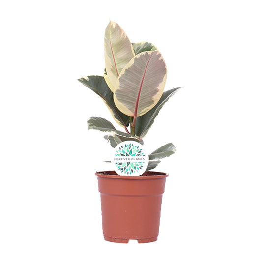 Ficus Elastica Tineke - Ø17cm - ↕50cm - Plantabulous