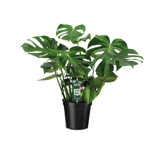 Fensterblatt – Monstera deliciosa – 65 cm – Ø21 cm - Plantabulous