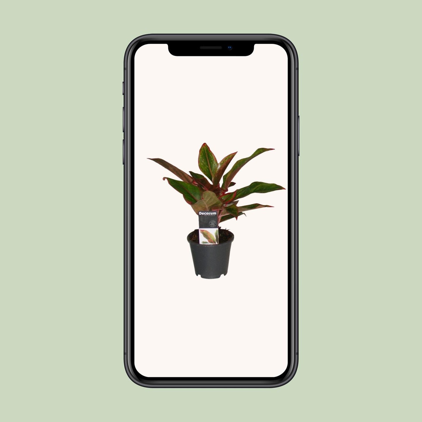 Chinesisches Immergrün – Aglaonema 'Crete' – 50 cm – Ø12 cm - Plantabulous