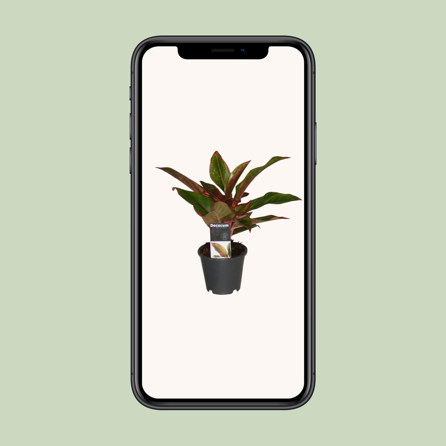 Chinesisches Immergrün – Aglaonema 'Crete' – 50 cm – Ø12 cm - Plantabulous