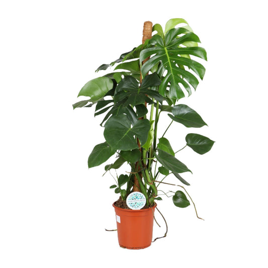 Monstera Deliciosa - Ø24cm - ↕105cm - Plantabulous