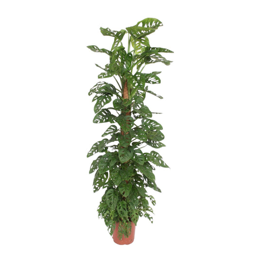 Fensterblatt am Moosstab – Monstera adansonii 'Monkey Leaf'  – 180 cm – Ø27 cm - Plantabulous