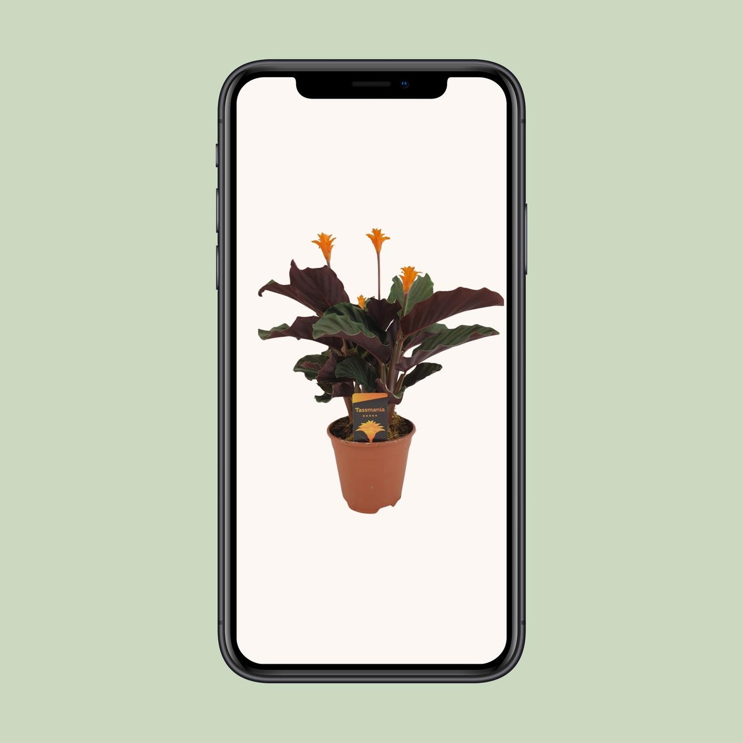 Korbmarante – Calathea Crocata – ↑40 cm – Ø14 cm