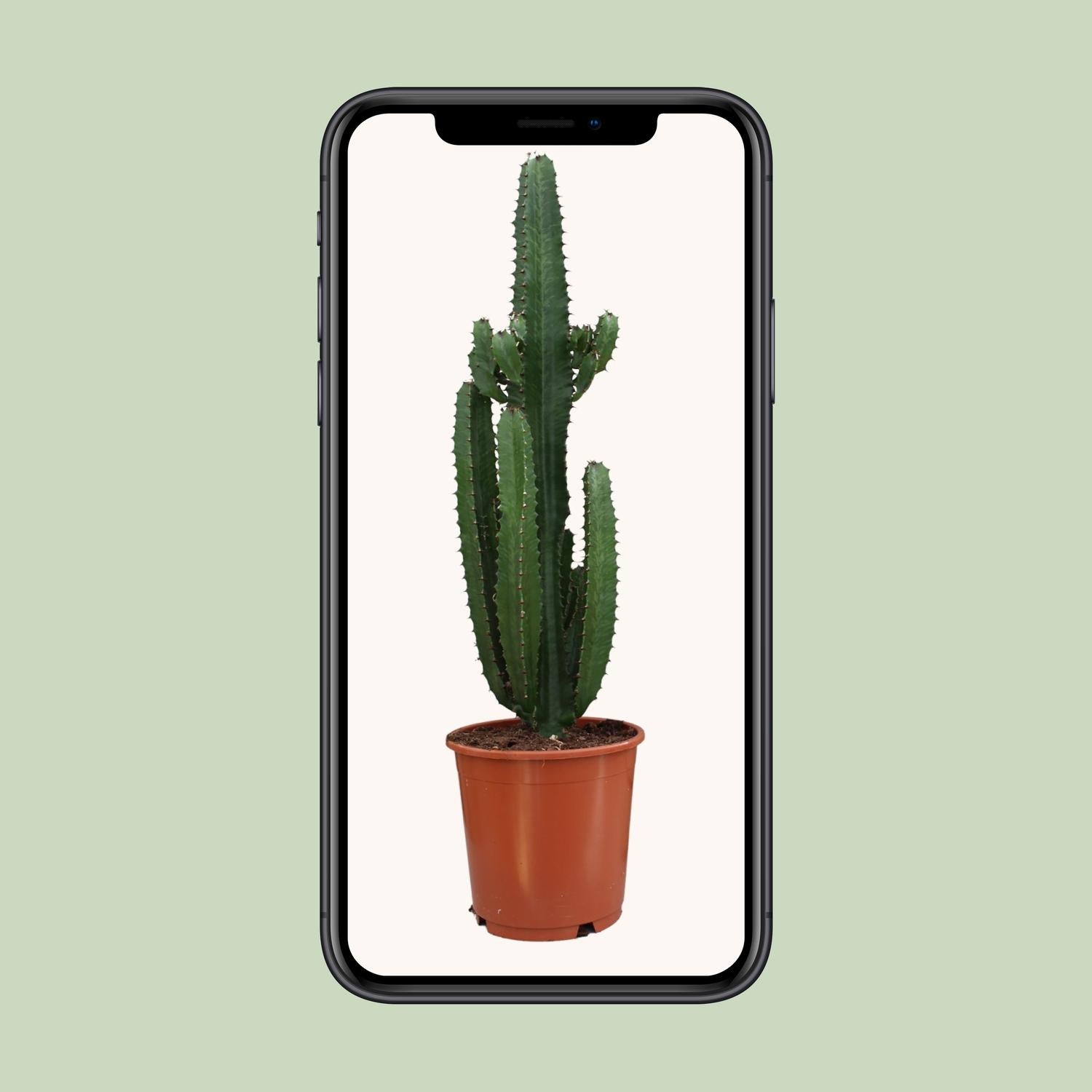 Euphorbia Trigona Rubra - Ø24cm - ↕90cm - Plantabulous