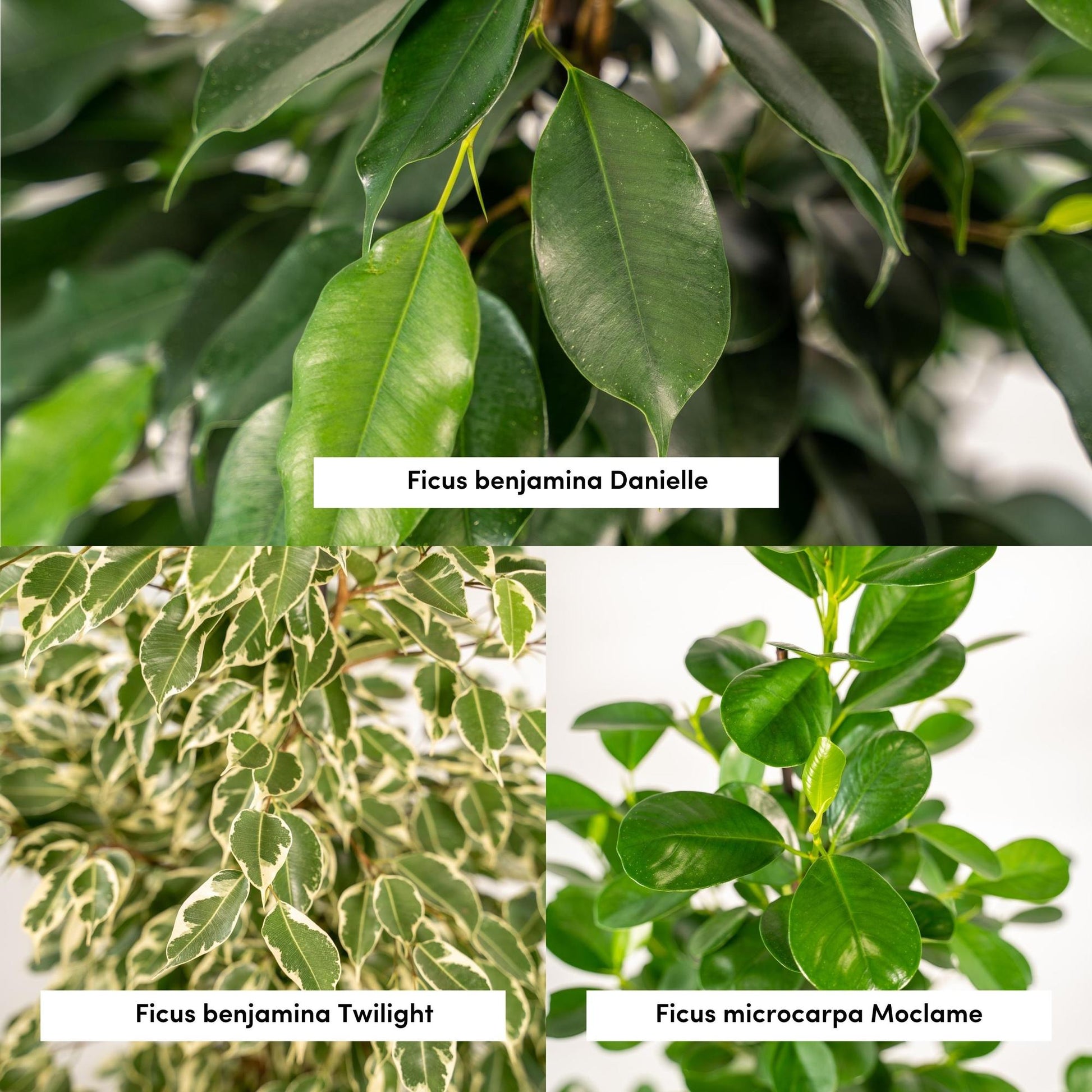 Pflanzen Set – 3 Pflanzen – 95 cm– Ø21 cm  – Ficus Benjamina 'Danielle' – Ficus Benjamina 'Twilight' – Ficus Microcarpa 'Moclame' - Plantabulous