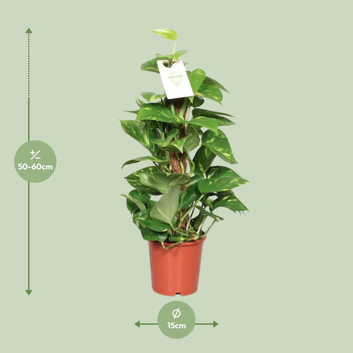Epipremnum Pinnatum Mosstok 60cm Scindapsus - Ø15cm - ↕60cm - Plantabulous