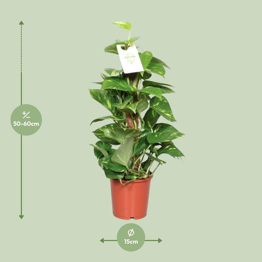 Epipremnum Pinnatum Mosstok 60cm Scindapsus - Ø15cm - ↕60cm - Plantabulous