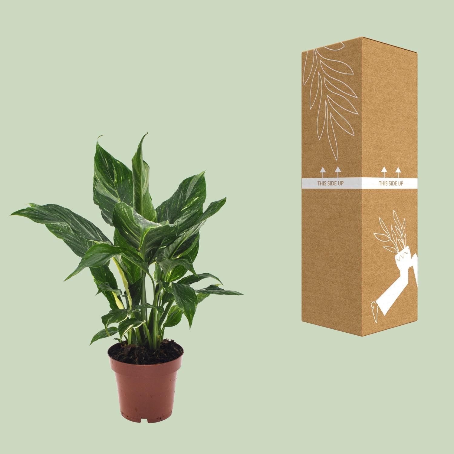 Spathiphyllum Diamond - Ø12cm - ↕40cm - Plantabulous