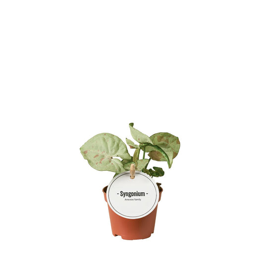 Purpurtute – Syngonium 'Confetti' – ↕15 cm – Ø6 cm - Plantabulous