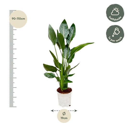 Paradiesvogelblume – Strelitzia reginae – 100 cm – Ø19 cm - Plantabulous