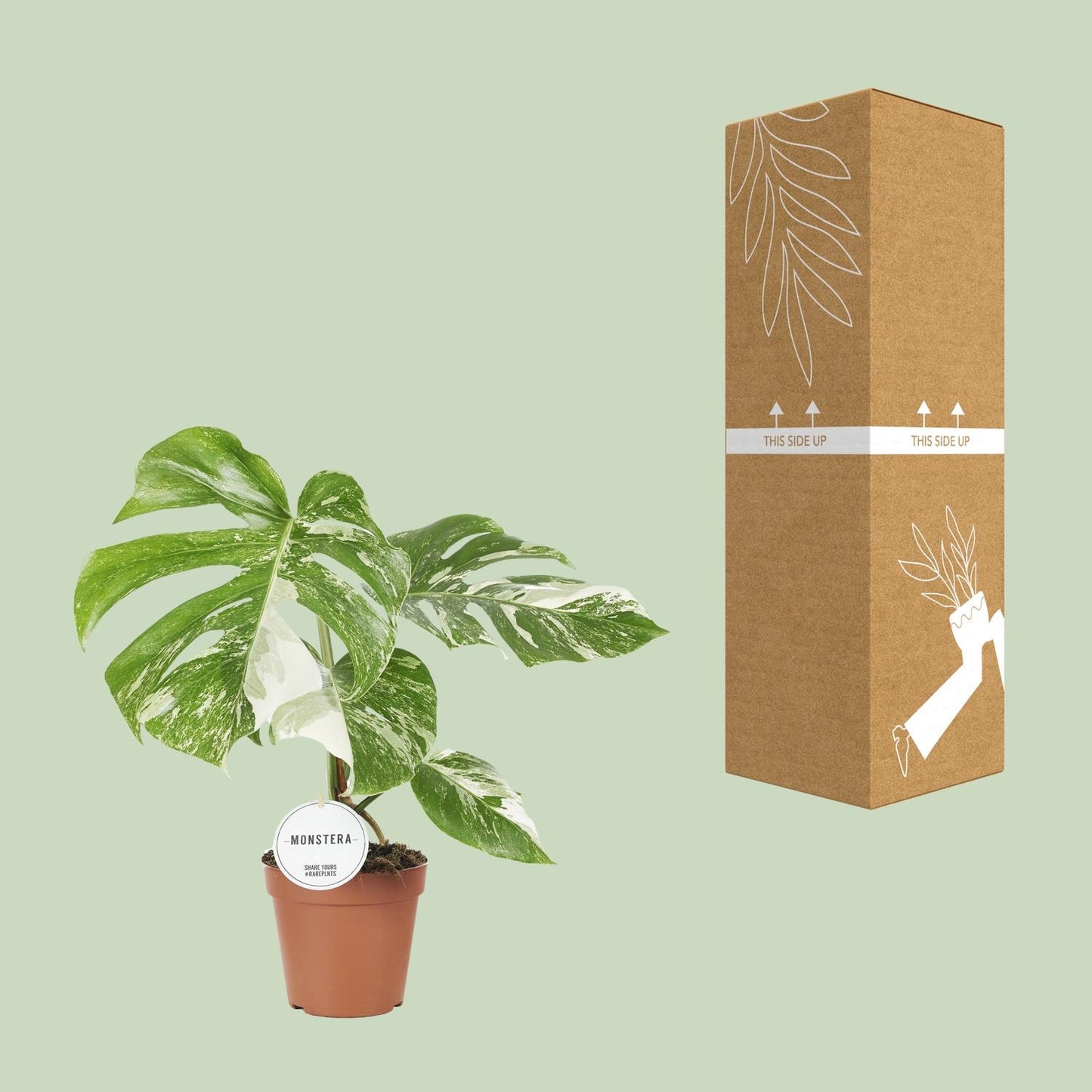 Monstera Deliciosa Variegata - Ø15cm - ↕45cm - Plantabulous