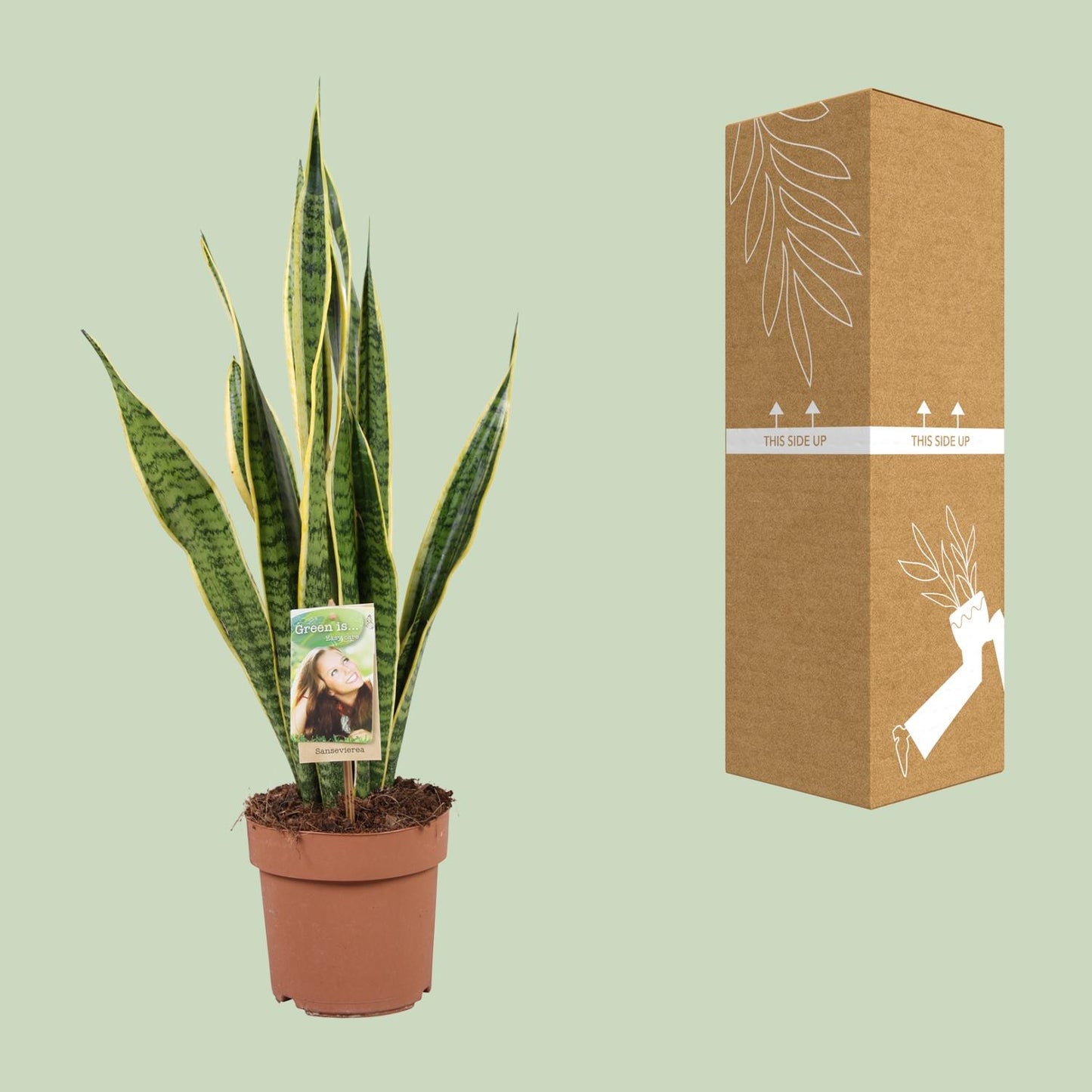Bogenhanf – Sansevieria Trifasciata 'Laurentii' – ↑60 cm – Ø17 cm