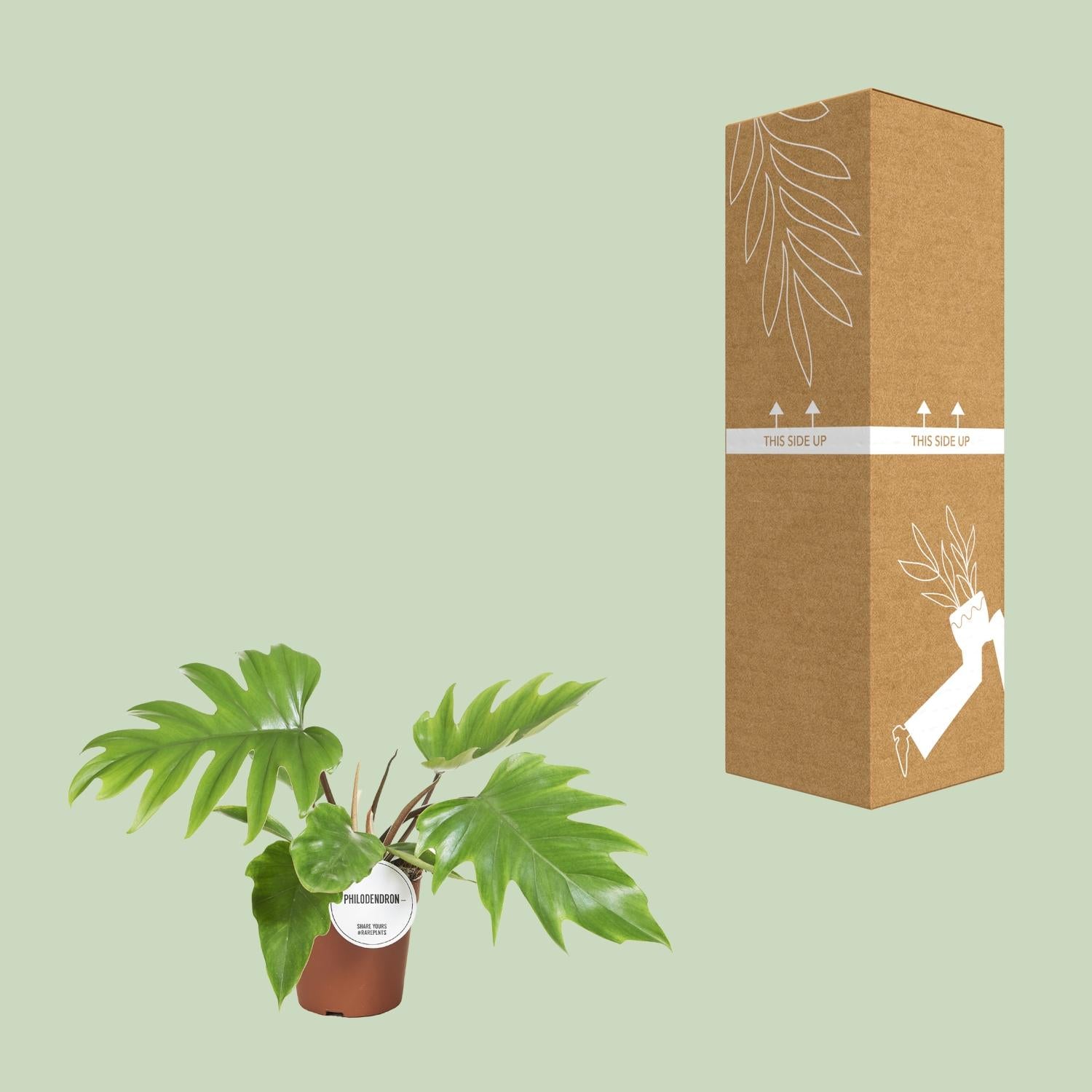 Philodendron Mayoi - Ø15cm - ↕35cm - Plantabulous