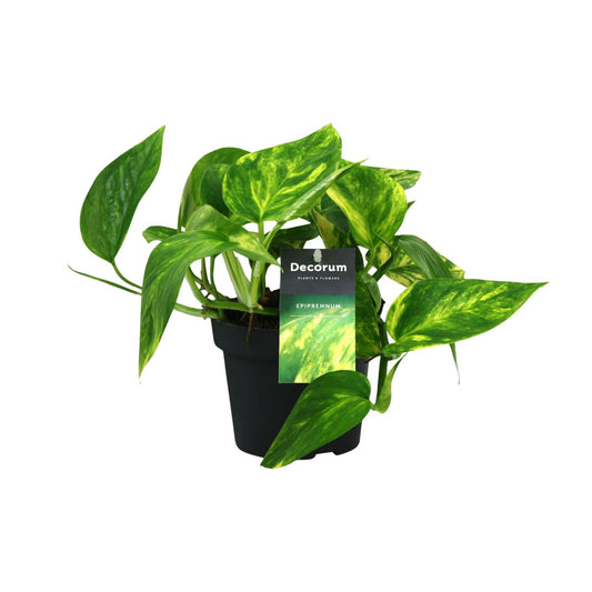 Efeutute – Scindapsus 'Pinnatum HiColor' (Epipremnum) – ↑20 cm – Ø12 cm