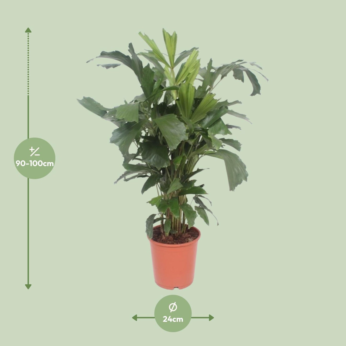 Fischschwanzpalme – Caryota Mitis – ↑110 cm – Ø24 cm