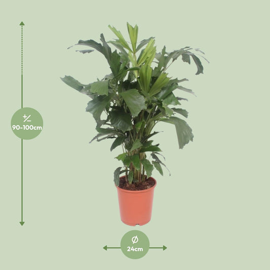 Fischschwanzpalme – Caryota Mitis – ↑110 cm – Ø24 cm