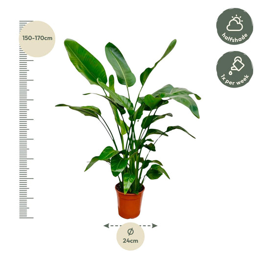 Baumstrelitzie – Strelitzia nicolai – 150 cm – Ø24 cm - Plantabulous
