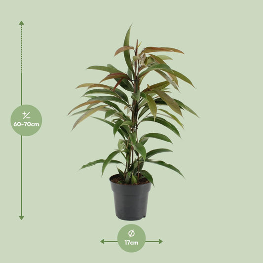 Ficus Binnendijkii Amstel King - Ø17cm - ↕70cm - Plantabulous